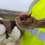 Get Bats Out