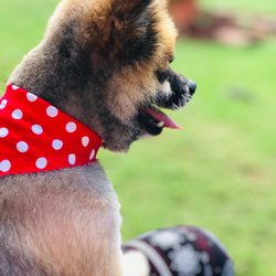 Paw Addicts Hawaii Pet Care Services