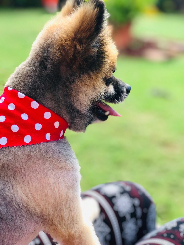 Paw Addicts Hawaii Pet Care Services - pet boarding facility in Waipahu, HI