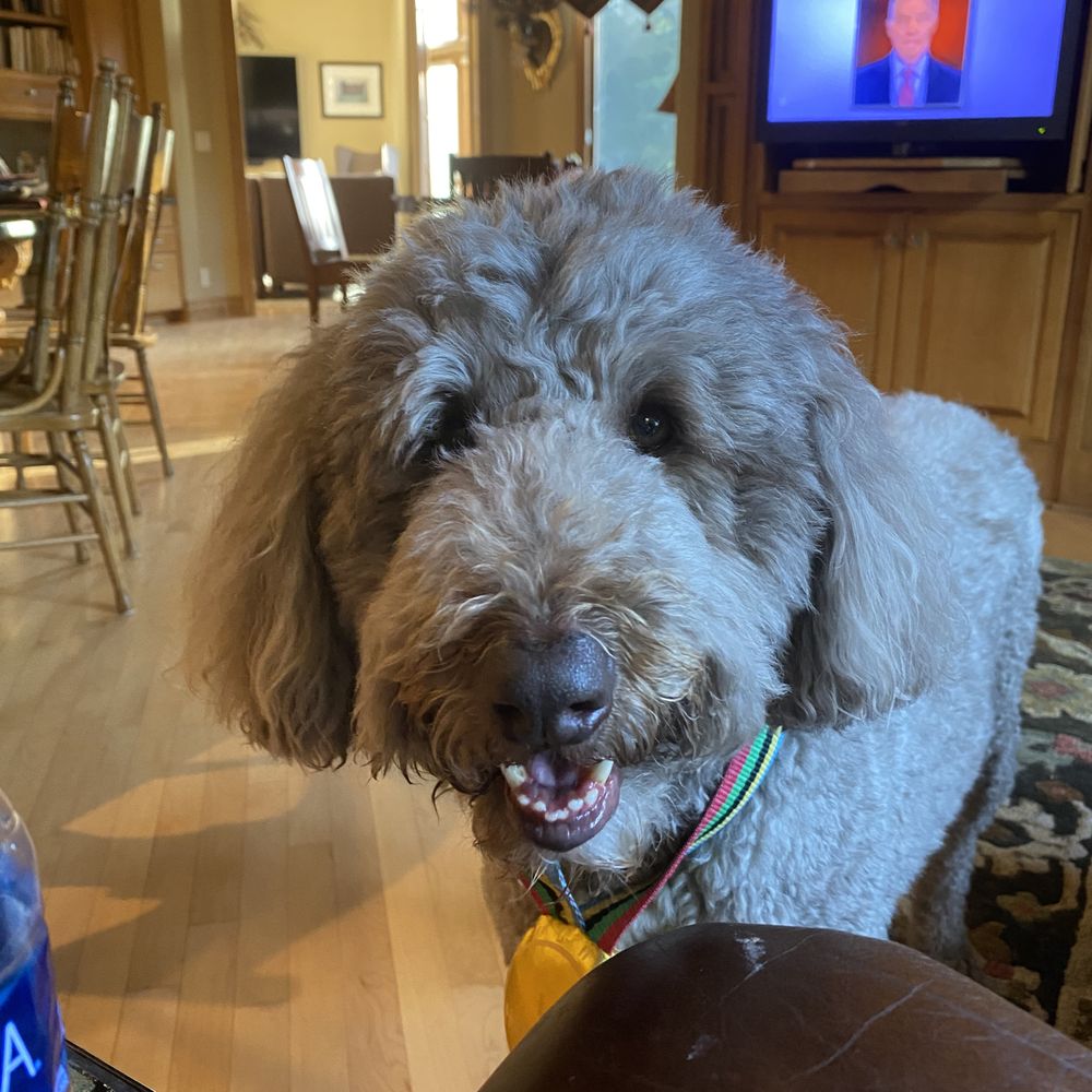 Pets-R-US - teddy loves to wear his gold medal And show he's A WINNER - Pet Stores Near Me - Omaha, Nebraska Pets-R-US - teddy loves to wear his gold medal And show he's A WINNER - Pet Stores Near Me - Omaha, Nebraska