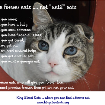 King Street Cats - Animal Shelters Near Me - Alexandria, Virginia