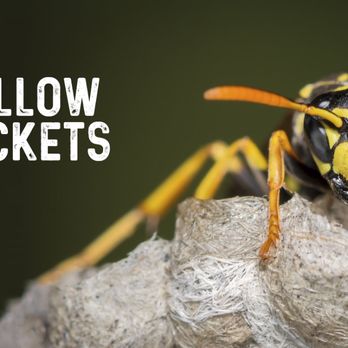 Expert Pest Control Pest Control 9 Erie Dr Natick Ma Phone Number Yelp