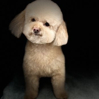 Happy Paws Grooming Salon - Sophie - Pet Groomers Near Me - Morrison, Colorado