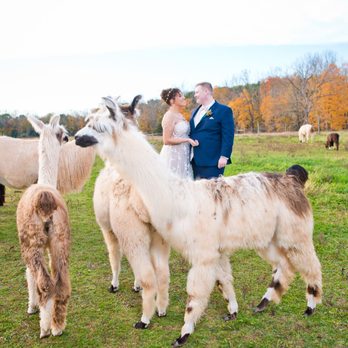 Woods Edge Farm - a bride and groom with llamas - Venues & Event Spaces Near Me - Stockton, New Jersey Woods Edge Farm - a bride and groom with llamas - Venues & Event Spaces Near Me - Stockton, New Jersey