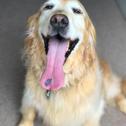 Aunt Julie's Pet Sitting - Happy Mellie after a game of fetch.