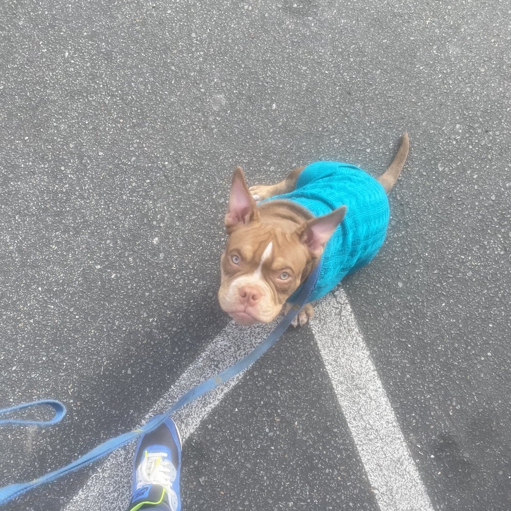 La Plaza Veterinary Clinic - This is the puppy she was scared of - Veterinarians Near Me - Cotati, California La Plaza Veterinary Clinic - This is the puppy she was scared of - Veterinarians Near Me - Cotati, California