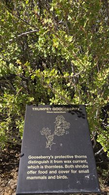 Piñon Flats Campground by null