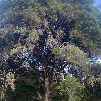 The Land - Moss draped elegance. - Venues & Event Spaces Near Me - Philo, California