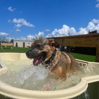 Tucker’s Tap Yard - Winston enjoying the outdoor pool - Dog Parks Near Me - Winston-Salem, North Carolina Tucker’s Tap Yard - Winston enjoying the outdoor pool - Dog Parks Near Me - Winston-Salem, North Carolina