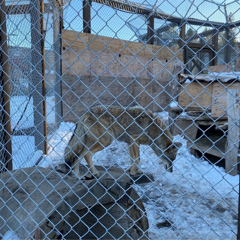 Big Bear Alpine Zoo - Wolf - Zoos Near Me - Big Bear Lake, California Big Bear Alpine Zoo - Wolf - Zoos Near Me - Big Bear Lake, California