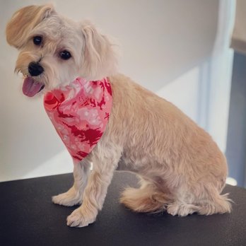 District Dogs - Myeshia's miracle - an amazing summer makeover - Pet Boarding Near Me - Washington, DC, District of Columbia