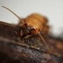 Photo of 49er Termite & Pest Control