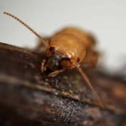 49er Termite & Pest Control