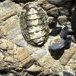 Campus Point Beach - Chitin