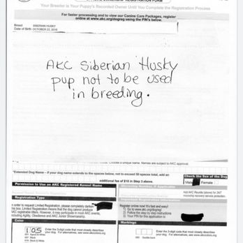 My Perfect Pal - AKC PAPERS - Pet Breeders Near Me My Perfect Pal - AKC PAPERS - Pet Breeders Near Me