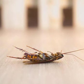 Bugs Heat Terminator - Pest Control Near Me - Toronto, Ontario