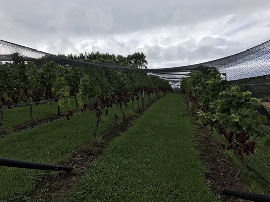 Tantalus Estate by null