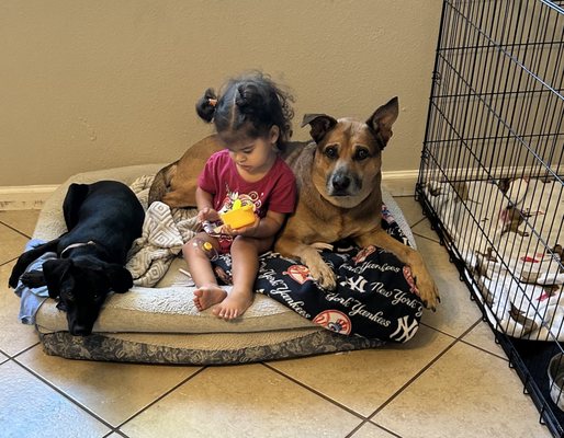 Just Works K9 Academy