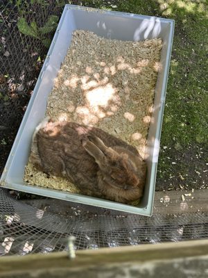 African Lion Safari by null