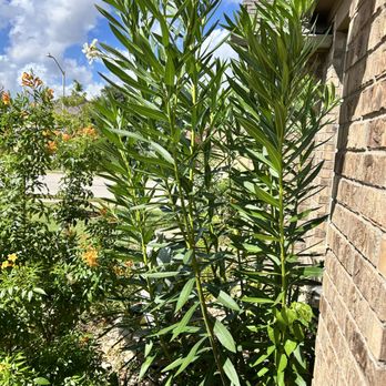Moon Valley Nurseries - One little peek! - Nurseries & Gardening Near Me - Austin, Texas
