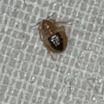 Quality Inn - Bed bug - Hotels Near Me - Sidney, Ohio