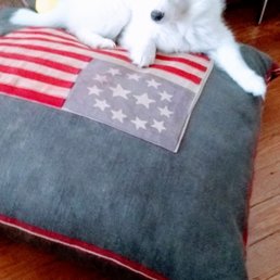 Lola: miniature American Eskimo aka German Spitz, as a puppy (Summer 2020).