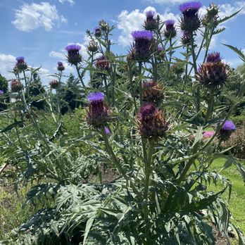 JC Raulston Arboretum - Largest thistle I've ever seen in my life - Botanical Gardens Near Me - Raleigh, North Carolina JC Raulston Arboretum - Largest thistle I've ever seen in my life - Botanical Gardens Near Me - Raleigh, North Carolina