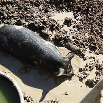 Fog Willow Farms - Pig - Attraction Farms Near Me - Wilton, California Fog Willow Farms - Pig - Attraction Farms Near Me - Wilton, California