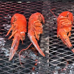 Lobsterdamus