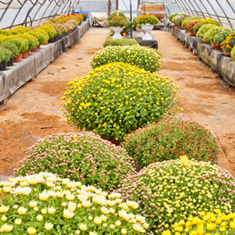 Windwood Gardens Annapolis Fasci Garden