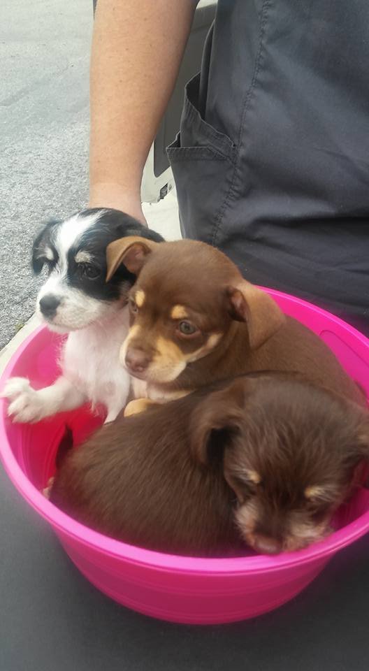 Kim's Mobile Animal Services Image