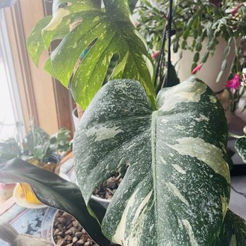 Gertens - Thai Constellation - Nurseries & Gardening Near Me - Inver Grove Heights, Minnesota