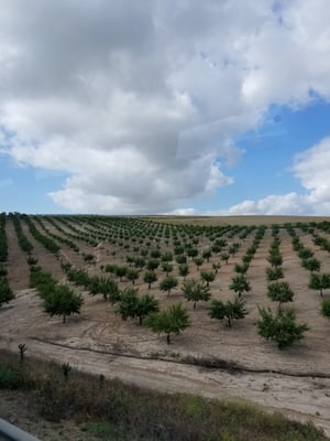 Hacienda de San Rafael by null