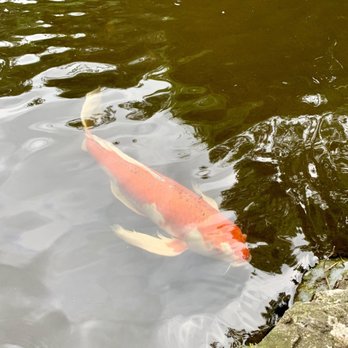 Zilker Botanical Gardens - Beautiful big Koi - Botanical Gardens Near Me - Austin, Texas Zilker Botanical Gardens - Beautiful big Koi - Botanical Gardens Near Me - Austin, Texas