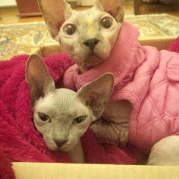 The Purr Without The Fur - Sohinx - Pet Breeders Near Me - Saint Johns, Florida
