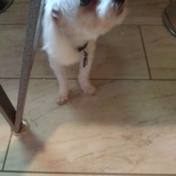 Boutique A Yoyo - Pet Groomers Near Me - Hampton, Virginia Boutique A Yoyo - Pet Groomers Near Me - Hampton, Virginia