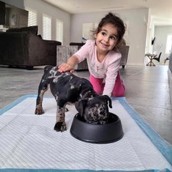 Polar American Bullies - Polaramerican bullies