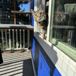 Catio Spaces