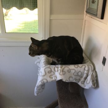 Creekside Cats Boarding Hotel - Grimsby by the window - Pet Sitting Near Me - Abbotsford, British Columbia Creekside Cats Boarding Hotel - Grimsby by the window - Pet Sitting Near Me - Abbotsford, British Columbia