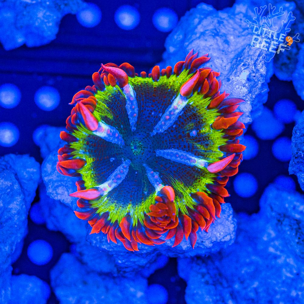 Little Reef Aquaculture & Imports Image