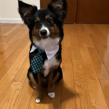 NY Puppy Club - Pup - Pet Groomers Near Me - Flushing, New York