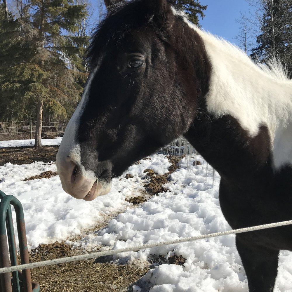 Wettstone Guest Ranch - friendly horse - Hotels Near Me - Lone Butte, British Columbia