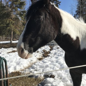 Wettstone Guest Ranch - friendly horse - Hotels Near Me - Lone Butte, British Columbia