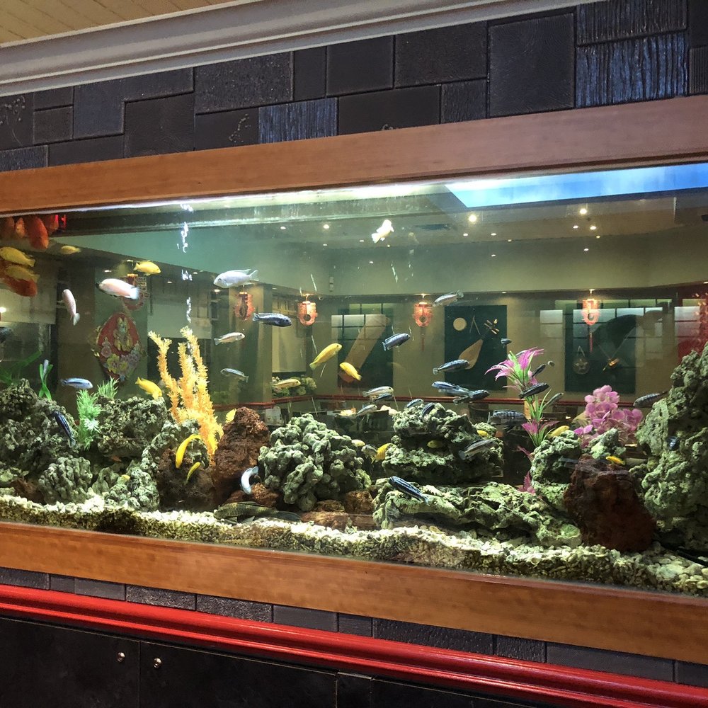 Mandarin Restaurant - a fish tank with fish in it - Chinese Near Me - Etobicoke, Ontario Mandarin Restaurant - a fish tank with fish in it - Chinese Near Me - Etobicoke, Ontario