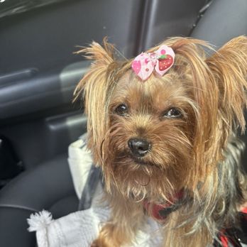 Mobile Doki's Grooming - Tessa - Pet Groomers Near Me - Miami, Florida Mobile Doki's Grooming - Tessa - Pet Groomers Near Me - Miami, Florida