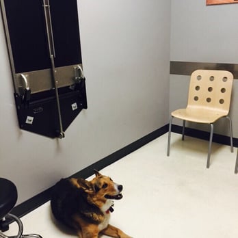 vca market street animal hospital