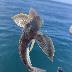 Royal Flush Fishing - Winged Fish