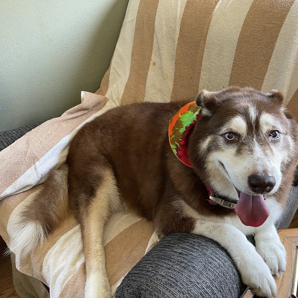 A's Mobile Grooming - Kona 14 almost 15 year old husky - Pet Groomers Near Me A's Mobile Grooming - Kona 14 almost 15 year old husky - Pet Groomers Near Me