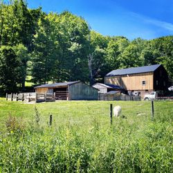 New Creation Farms - Farm with herding dog.