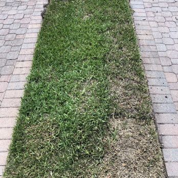 Tropical Tree and Landscape - Dead sod. - Tree Services Near Me - Boynton Beach, Florida Tropical Tree and Landscape - Dead sod. - Tree Services Near Me - Boynton Beach, Florida